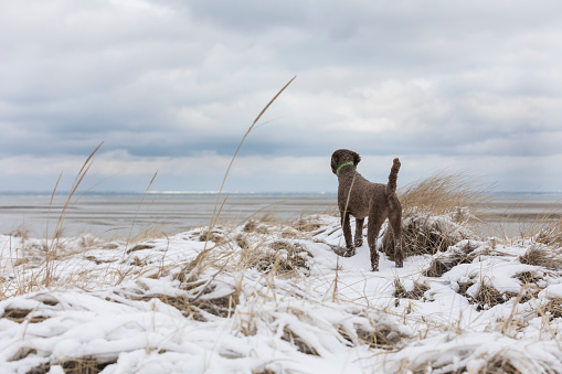 Brown poodle standing on dunes looking at snowy landscape in Dennis, Massachusetts, United States