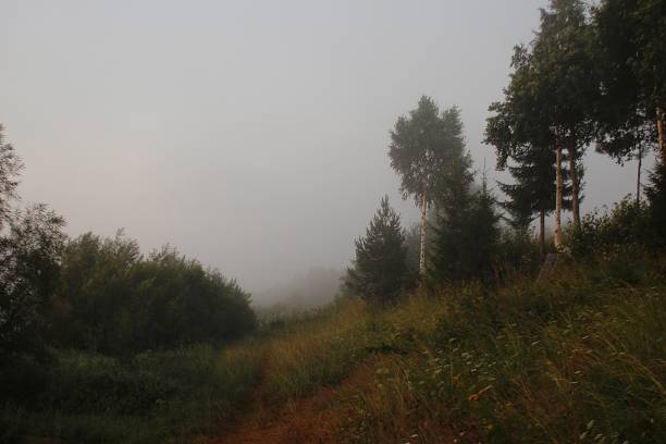 istock Morning fog in the forest 1417392683