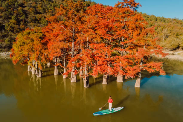 aerial view with woman on sup board on the lake with bright autumnal trees in water - lone cypress tree imagens e fotografias de stock