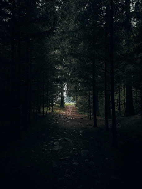 istock Dark forest with rocky path with light in the end 1417392986