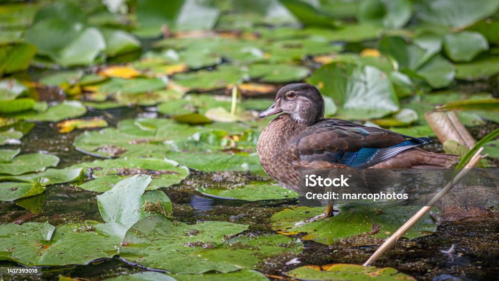 Male Wood duck or Carolina duck juvenile (Aix sponsa), Duck Branchu or Juvenile Male Carolinian Duck. A male Wood duck or Carolina duck juvenile after grooming in the middle of a water lily filled swamp. Quebec Stock Photo