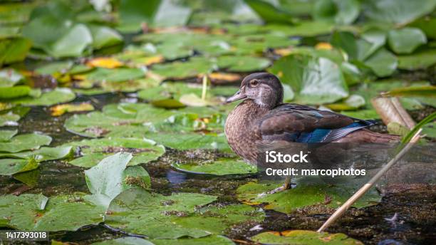 Male Wood Duck Or Carolina Duck Juvenile Duck Branchu Or Juvenile Male Carolinian Duck Stock Photo - Download Image Now