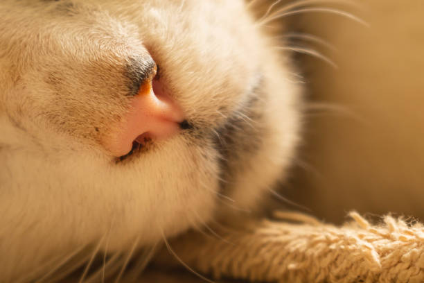 Super close-up of a tabby cat's nose in vivid detail.