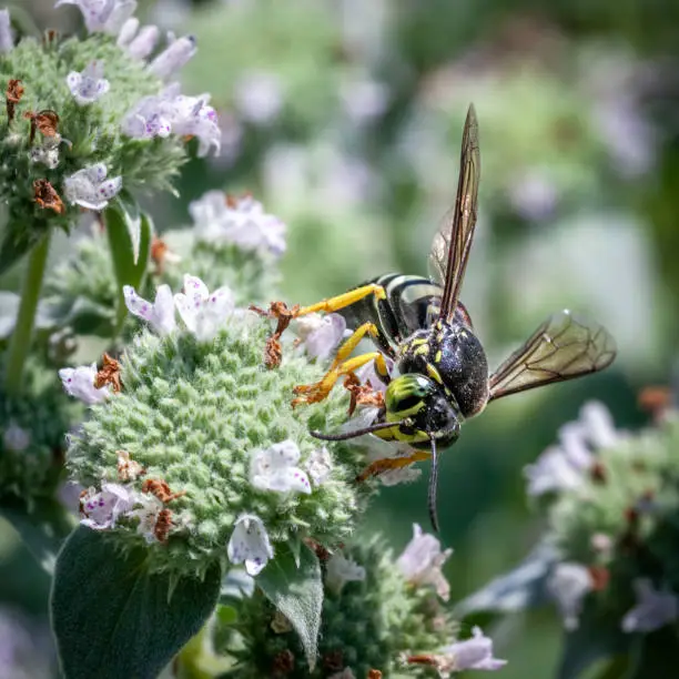 A Four-banded stink bug hunter wasp gathers pollen from a flower of Clustered Mountainmint.