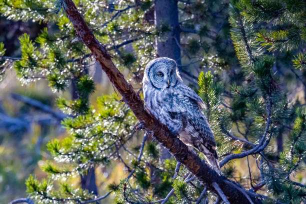 istock Barred Owl scanning the ground 1417394354