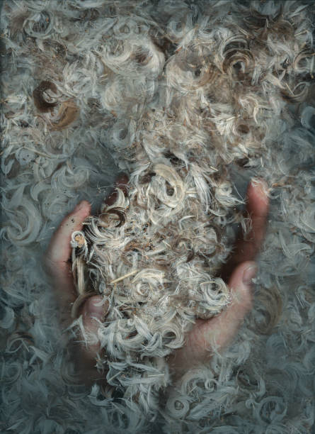 istock Two male hands hold fluff and feathers from a pillow 1417394443