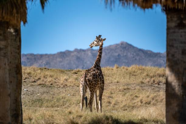 istock A long slender giraffe in Palm Springs, California 1417395081