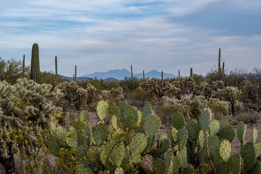 A beautiful overlooking view of nature in Tucson, Arizona in Tucson, Arizona, United States