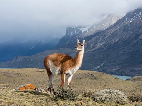 Guanaco and neneo plants with mountains and a lake in Chile, Magallanes and Chilean Antarctica, Puerto Natales