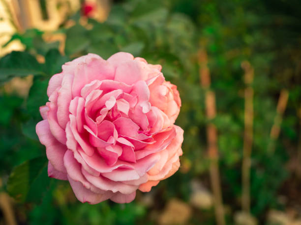 A pink rose on green background. in Mueang Chiang Rai, Chiang Rai, Thailand
