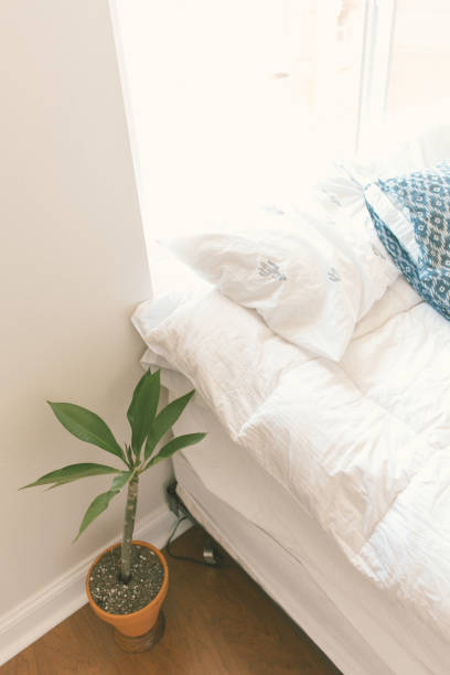 istock fig tree house plant sitting on floor next to white bed in sunli 1417395664