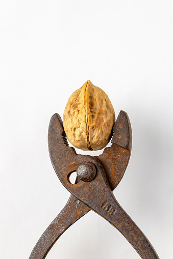 walnut is clamped by rusty pliers on a white background, copy sp in Nizhny Novgorod, Nizhny Novgorod Oblast, Russia
