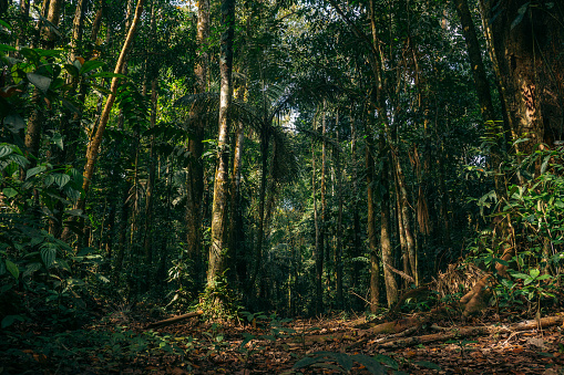 tall trees in the middle of a tropical forest in Tambopata, Madre de Dios, Peru