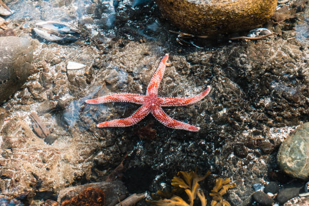 istock Red and white sea star in a tidepool 1417395988