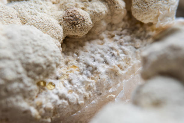 istock Hericium erinaceus medicinal mushroom nootropic. Fruiting bodies 1417396411