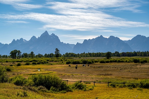 A pack of horses in Grand Teton National Park, Wyoming in Yellowstone National Park, Wyoming, United States