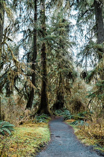 Trail in the Hoh Rainforest of Olympic National Park in Forks, Washington, United States