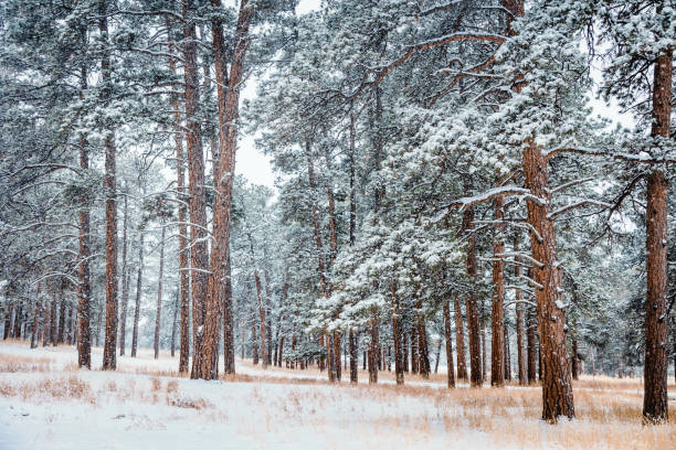 istock Tall Pine Tree Forest Covered in Falling Snow in Colorado 1417397282
