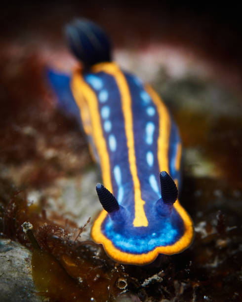 Close-up of a beautiful nudibranch in the Mediterranean Sea Close-up of a beautiful nudibranch in the Mediterranean Sea in La Herradura, Andalusia, Spain sea life photos stock pictures, royalty-free photos & images