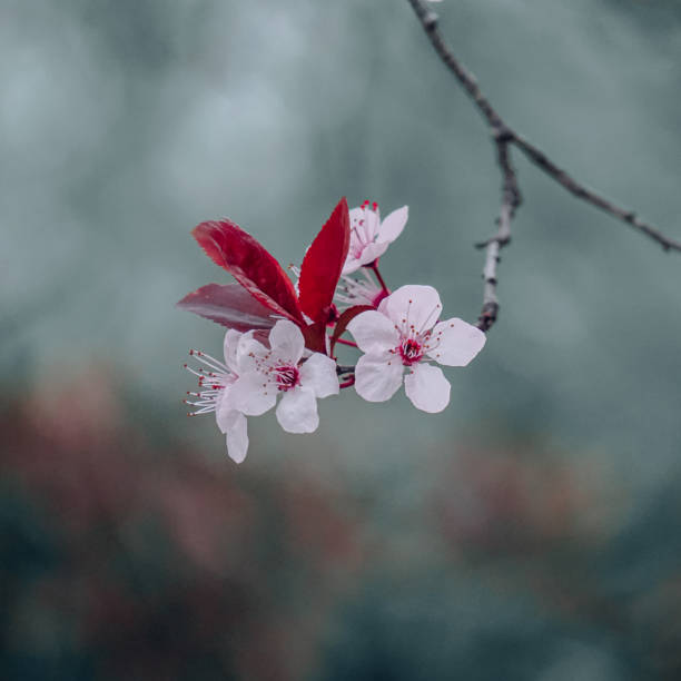 istock beautiful cherry blossom flower, sakura flower 1417397330