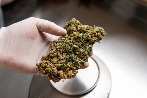 istock marijuana buds. Medicinal strains of marijuana for recreational 1417397337