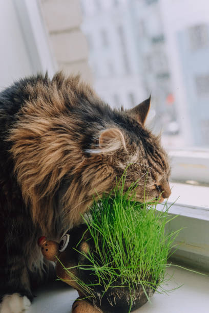 istock Cute ginger Siberian cat eat  fresh green grass 1417397431