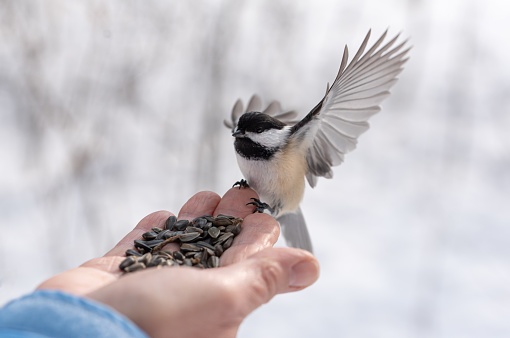 Close up of chickadee bird with outstretched wings landing on hand. in Kingston, Ontario, Canada