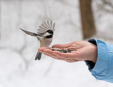 Chickadee bird with outstretched wings landing on hand holdingseeds. in Kingston, Ontario, Canada