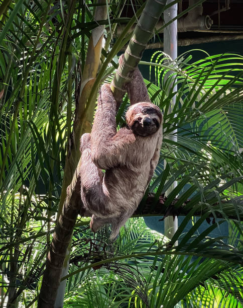 istock Three toed sloth climbing a tree in rainforest of Costa Rica. 1417397529