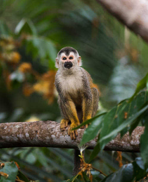 istock Close up of squirrel monkey, saimiri oerstedii,  on branch. 1417397539