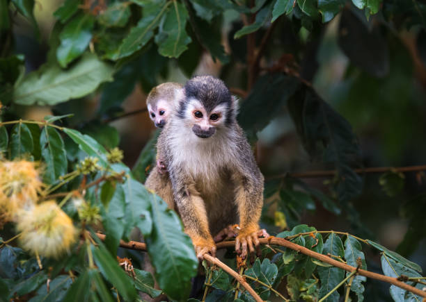 istock Squirrel monkey with baby on it's back on a tree branch in Costa Rica. 1417397545
