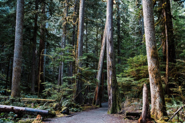 istock Deep forest trail in Olympic National Park in Washington State 1417397566