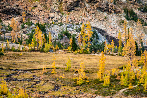 istock The alpine lakes wilderness with alpine larches in the fall 1417397824