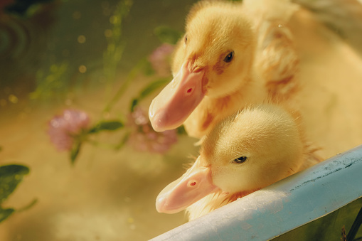 Small newborn ducklings bathing summer in Gomel, Gomel Region, Belarus
