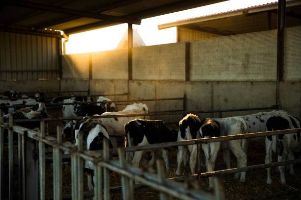 istock Calves standing in a stable during sunset 1417398141