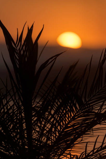 istock Close up of palm tree leaves with the sun setting behind them 1417398606