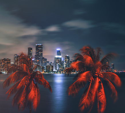 miami skyline night palms tropical in Miami, Florida, United States