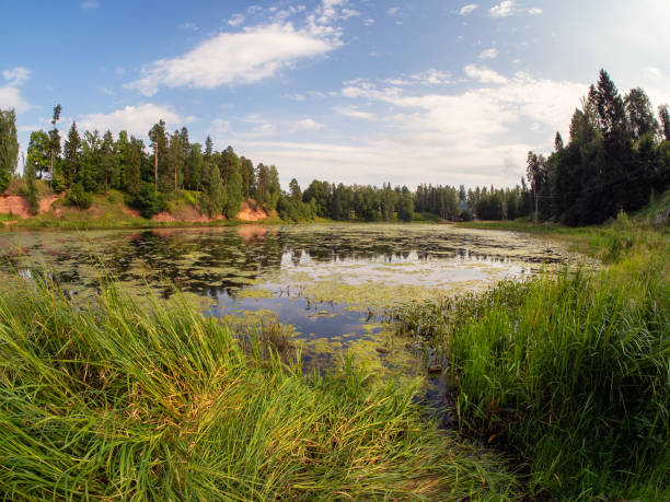 istock Bright dramatic summer landscape with an old pond, trees on the shore and reflections. Greenery spring sunny landscape with old pond. Pond with water lilies. 1417400494