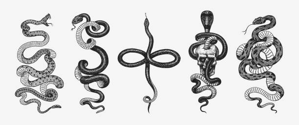 Pythonidae or python. Boinae or boas or boids. Nonvenomous snake Reptilia illustration. Engraved hand drawn in old sketch, vintage style for sticker and tattoo. Vector illustration