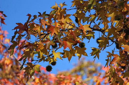 autumn background park public leaves colorful detail