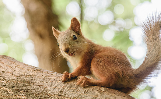 Amusing squirrel sitting on tree branch