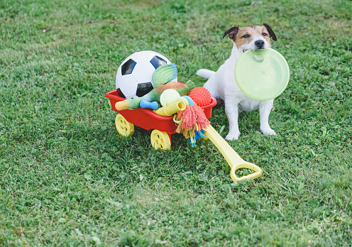 Jack Russell Terrier dog holding training disc in mouth