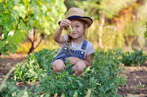 Smiling little girl playing with a pea pod at the farm