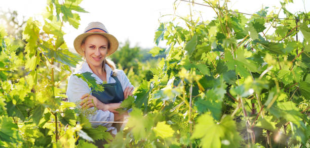 istock Wide banner with a worker at the vineyard 1417403092