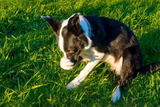istock the dog hides his muzzle with his paw 1417404793