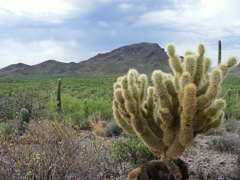 A healthy cholla cactus sits on the side of a hiking trail in Tucson Mountain Park.