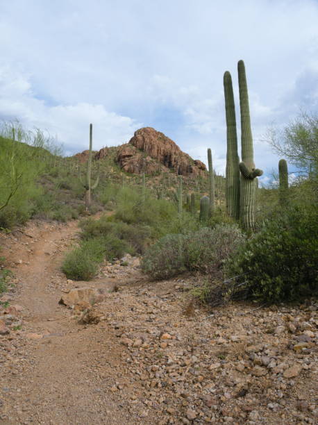 istock Hiking Trail with Cacti and Foothill 1417405168