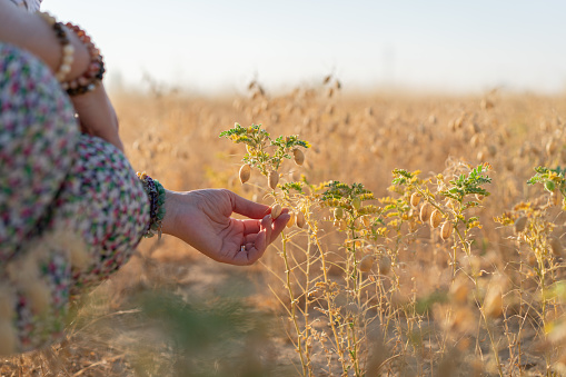 Female farmer hand picking chickpeas in the field