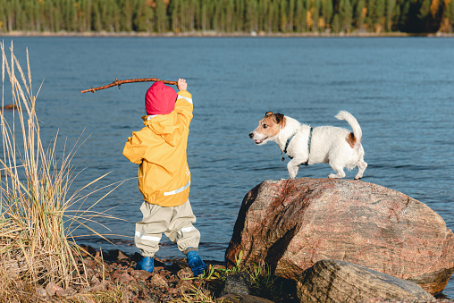 Jack Russell Terrier dog playing with kid