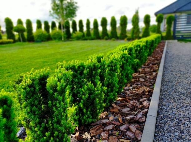istock Hedge in the garden 1417405598